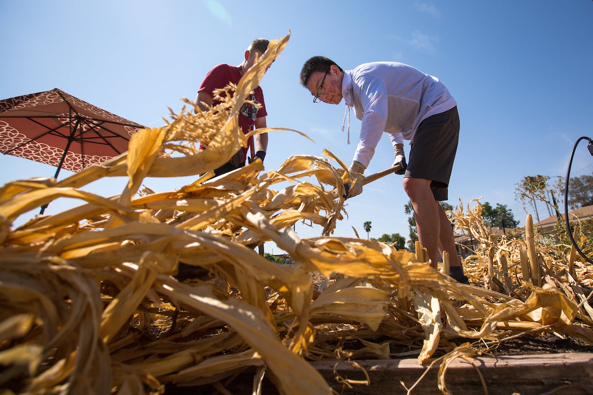 ASU students clearing out debris at a garden on the Poly campus